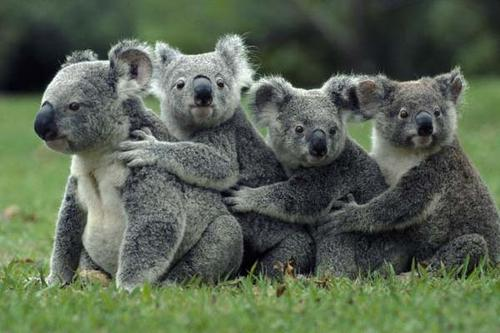 澳大利亚的树袋熊是以什么为食的?为什么在澳大利亚要小心袋熊?-第1张图片-技术汇