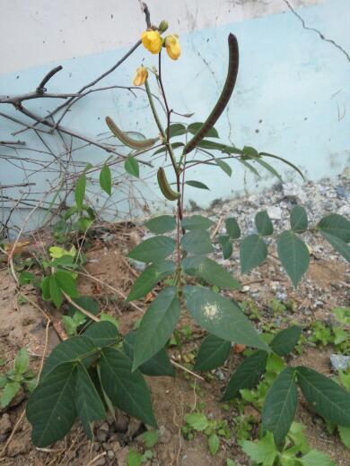 这个是释迦果吗(这是什么植物?有一股像释迦果叶子的臭味。)-第6张图片-技术汇