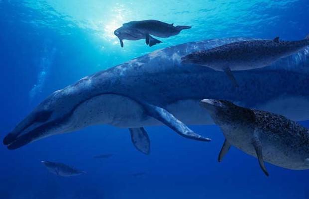 关于龙王鲸的资料 龙王鲸的介绍(龙王鲸到底有多大?)-第1张图片-技术汇