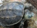 什么是墨龟和顶墨龟啊?墨龟和顶墨龟的区别?